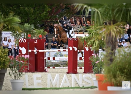 German Riding Pony, Gelding, 12 years, 14,2 hh, Chestnut-Red