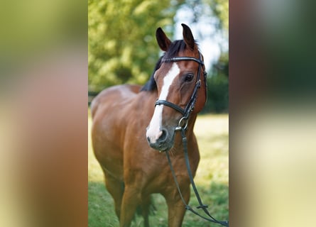 German Riding Pony, Gelding, 13 years, 13.2 hh, Bay-Dark