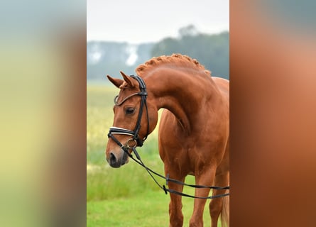 German Riding Pony, Gelding, 13 years, 14.1 hh, Chestnut-Red