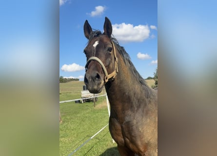 German Riding Pony, Gelding, 13 years, 14.2 hh, Brown