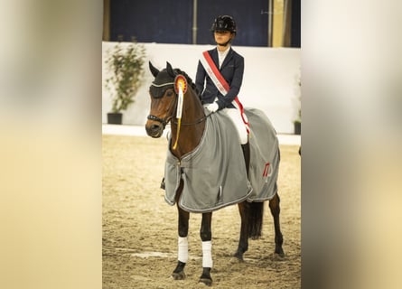 German Riding Pony, Gelding, 13 years, 14.2 hh, Brown