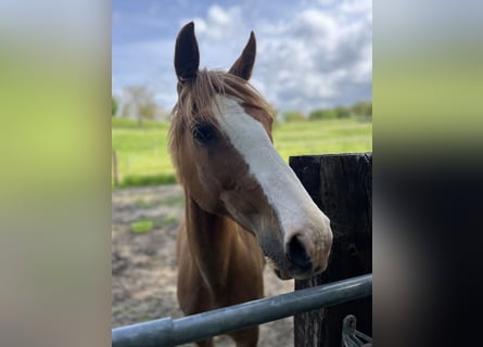 German Riding Pony, Gelding, 13 years, 14.2 hh, Chestnut-Red
