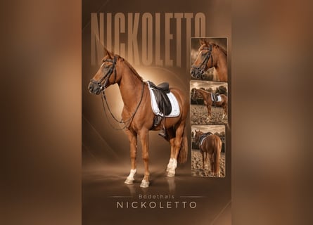 German Riding Pony, Gelding, 13 years, 14.2 hh, Chestnut-Red