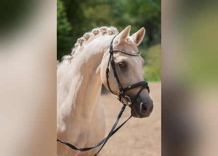 German Riding Pony, Gelding, 13 years, 14.2 hh