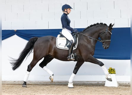 German Riding Pony, Gelding, 13 years, 14,1 hh, Brown