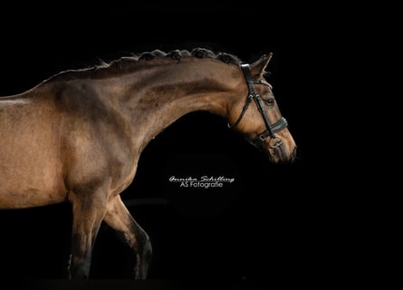 German Riding Pony, Gelding, 14 years, 14.1 hh, Dun