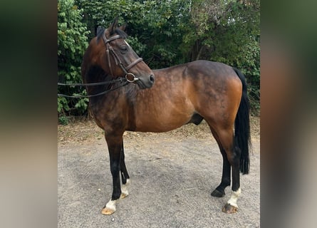 German Riding Pony, Gelding, 14 years, 14.2 hh, Bay-Dark