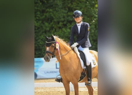 German Riding Pony, Gelding, 14 years, 14.2 hh, Chestnut-Red