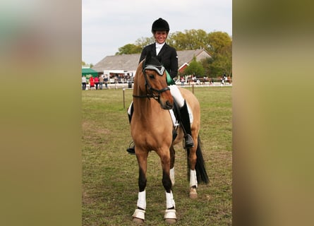German Riding Pony, Gelding, 14 years, 14.2 hh, Dun