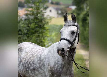 German Riding Pony, Gelding, 14 years, 14.2 hh, Grey