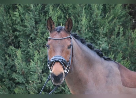 German Riding Pony, Gelding, 14 years, 14.3 hh, Brown