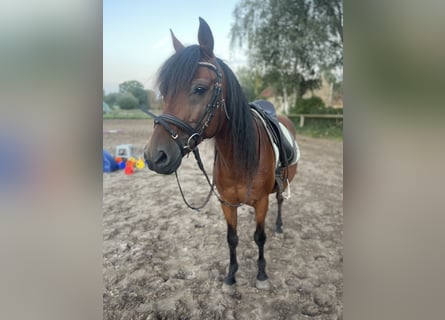 German Riding Pony, Gelding, 14 years, 14 hh, Brown