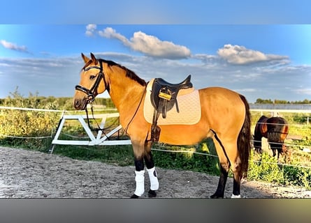German Riding Pony, Gelding, 14 years, 14,1 hh