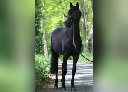German Riding Pony, Gelding, 14 years, 14,2 hh, Black