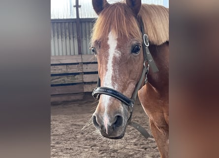 German Riding Pony, Gelding, 14 years, 15 hh, Chestnut-Red