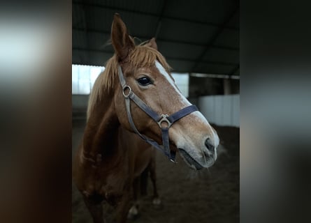 German Riding Pony, Gelding, 14 years, 15 hh, Chestnut-Red