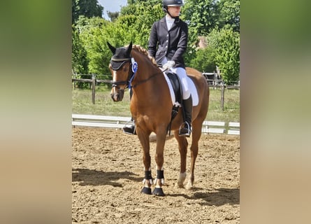 German Riding Pony, Gelding, 14 years, Chestnut-Red