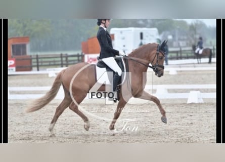 German Riding Pony, Gelding, 15 years, 14.1 hh, Chestnut-Red