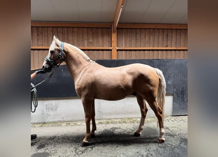German Riding Pony, Gelding, 15 years, 14.1 hh, Palomino