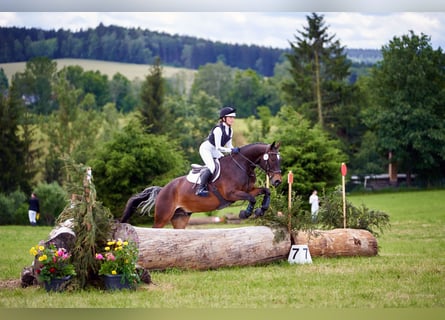 German Riding Pony, Gelding, 15 years, 14.2 hh, Bay-Dark