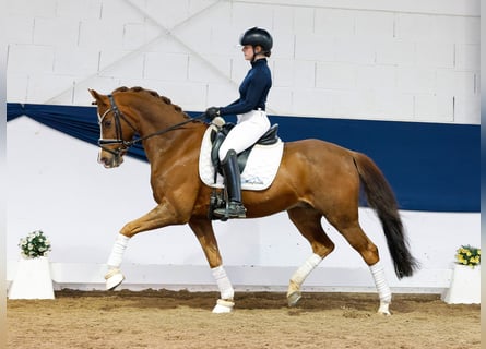 German Riding Pony, Gelding, 15 years, 14.2 hh, Chestnut-Red