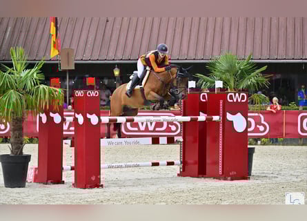 German Riding Pony, Gelding, 15 years, 14,2 hh, Brown