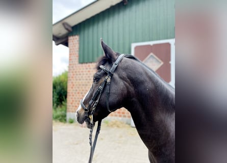 German Riding Pony, Gelding, 16 years, 14.1 hh, Black
