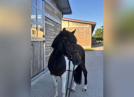 German Riding Pony, Gelding, 17 years, 13.2 hh, Pinto
