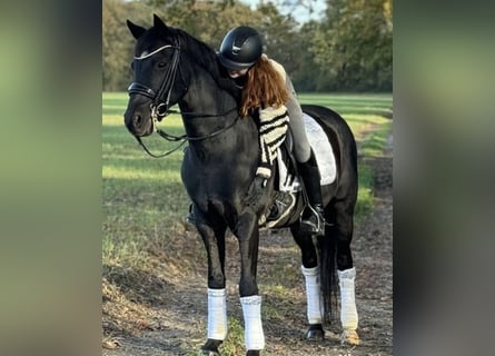 German Riding Pony, Gelding, 17 years, 14,2 hh, Black