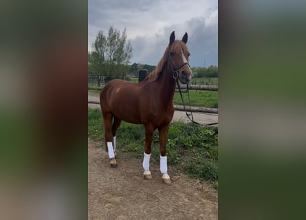 German Riding Pony, Gelding, 19 years, 14.2 hh, Chestnut