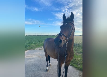 German Riding Pony, Gelding, 19 years, 15,1 hh, Bay-Dark