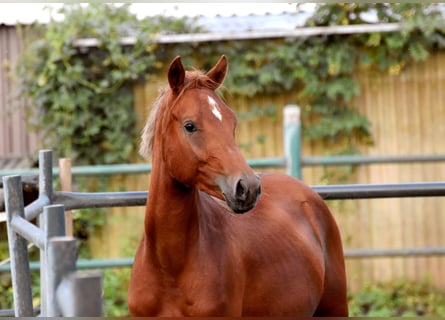 German Riding Pony, Gelding, 1 year, Chestnut