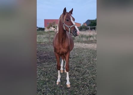 Deutsches Reitpony, Wallach, 1 Jahr, Fuchs