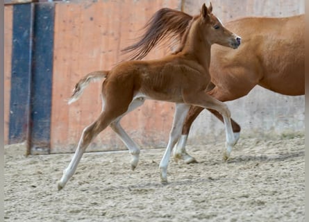 German Riding Pony, Gelding, 1 year, Chestnut-Red