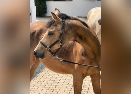 German Riding Pony, Gelding, 1 year, Dun