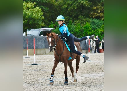 German Riding Pony, Gelding, 21 years, 13.2 hh, Chestnut-Red