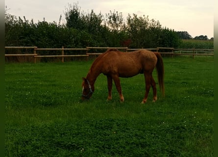 German Riding Pony, Gelding, 25 years, Chestnut