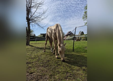 German Riding Pony, Gelding, 2 years, 13.2 hh, Palomino
