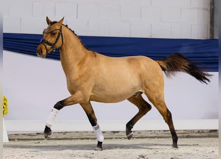 German Riding Pony, Gelding, 2 years, 13,2 hh, Dun