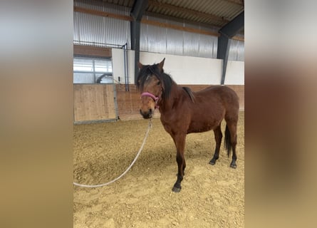 German Riding Pony, Gelding, 2 years, 14.1 hh, Brown