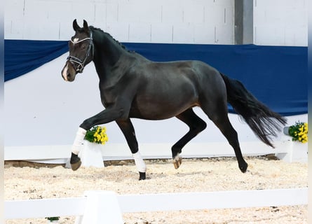 Deutsches Reitpony, Wallach, 2 Jahre, 14,2 hh, Dunkelbrauner