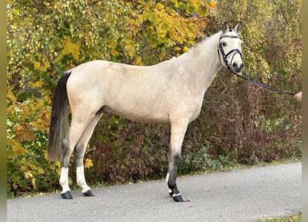 German Riding Pony, Gelding, 2 years, 14.2 hh, Dun
