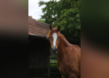German Riding Pony, Gelding, 2 years, 14,1 hh, Chestnut-Red