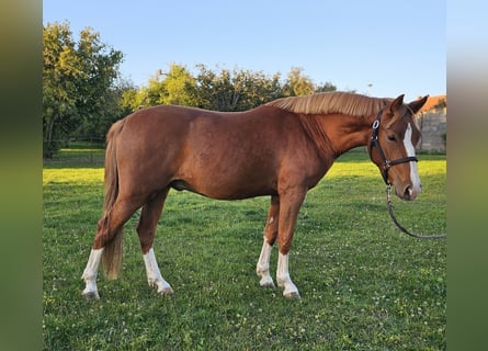 German Riding Pony, Gelding, 2 years, 14,1 hh, Chestnut-Red
