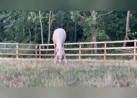 German Riding Pony, Gelding, 2 years, 14,2 hh, Palomino
