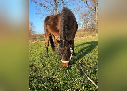 German Riding Pony, Gelding, 3 years, 13,1 hh, Bay-Dark