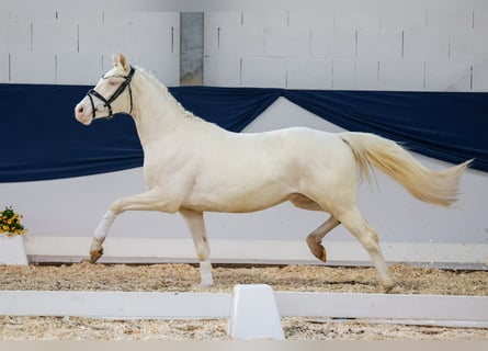 German Riding Pony, Gelding, 3 years, 13.1 hh, Cremello