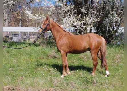 German Riding Pony Mix, Gelding, 3 years, 13,2 hh, Chestnut-Red