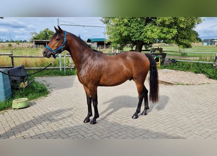 German Riding Pony, Gelding, 3 years, 13,3 hh, Bay-Dark