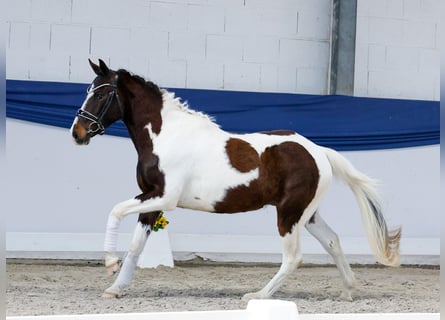 German Riding Pony, Gelding, 3 years, 13,3 hh, Pinto